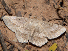 Chiasmia kilimanjarensis