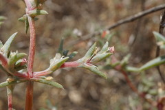 Petrosimonia brachiata
