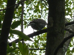 Thamnophilus multistriatus