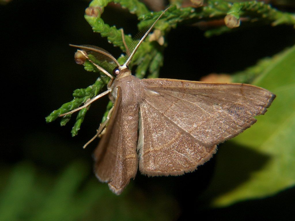 Pycnostega obscura