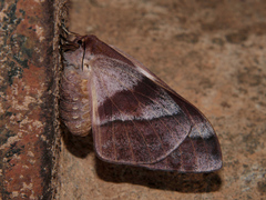 Gonimbrasia belina