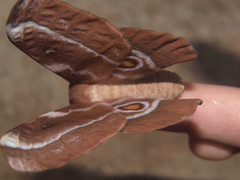 Gonimbrasia belina