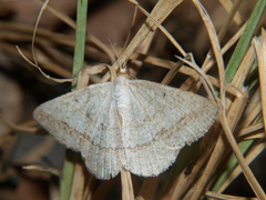 Isturgia catalaunaria