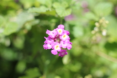 Lantana megapotamica