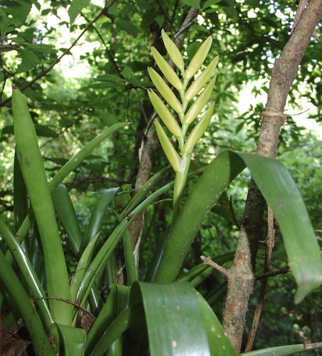 Vriesea maxoniana, photograph 4