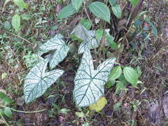 Caladium