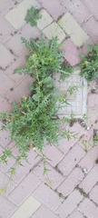 Sisymbrium irio