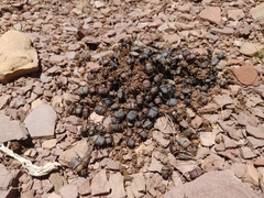 Gymnopleurus humanus