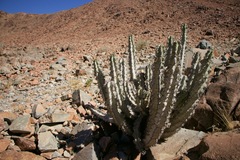 Euphorbia virosa virosa