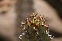 Euphorbia virosa virosa