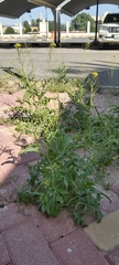 Sisymbrium irio