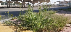 Launaea mucronata
