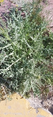 Launaea mucronata