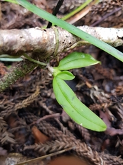 Sarcochilus parviflorus