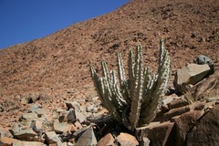 Euphorbia virosa virosa