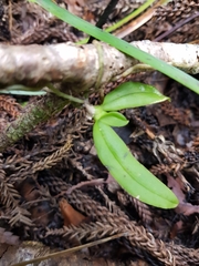 Sarcochilus parviflorus