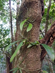 Sarcochilus parviflorus