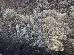 Arctoparmelia centrifuga