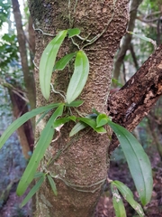 Sarcochilus parviflorus
