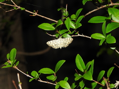 Haritalodes obliqualis