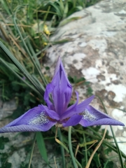 Moraea sisyrinchium