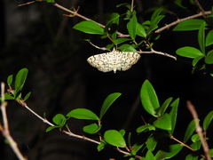 Haritalodes obliqualis