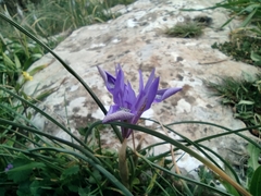 Moraea sisyrinchium