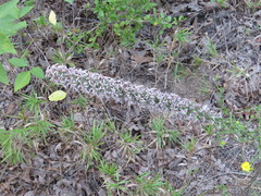 Liatris carrizana