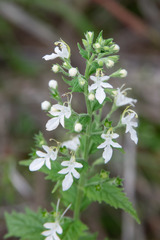 Teucrium corymbosum