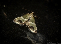 Arescoptera idiotypa