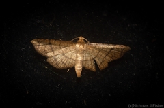 Hypolamprus ypsilon