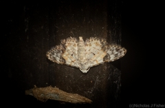 Araeopteron epiphracta