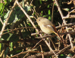 Phoenicurus auroreus