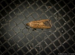 Ardozyga celidophora