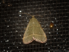 Hypsopygia decoloralis