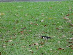 Gracupica floweri