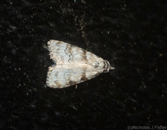 Nola pygmaeodes