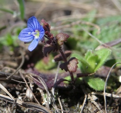 Veronica praecox