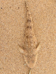 Platycephalus caeruleopunctatus