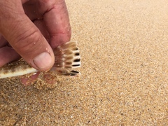 Platycephalus caeruleopunctatus