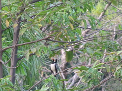 Gracupica floweri