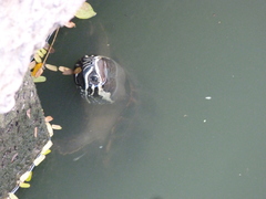 Malayemys macrocephala