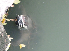 Malayemys macrocephala