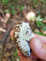 Pedinogyra rotabilis