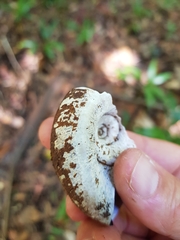 Pedinogyra rotabilis