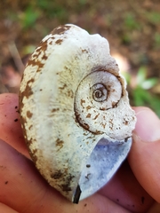 Pedinogyra rotabilis