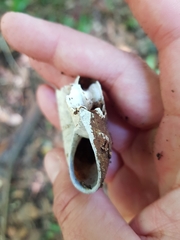 Pedinogyra rotabilis