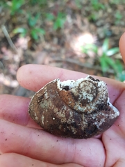 Pedinogyra rotabilis