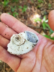 Pedinogyra rotabilis