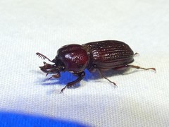 Syndesus cornutus